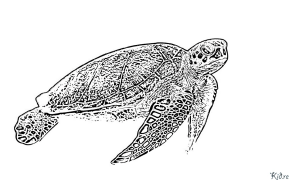 tortuga Pagine Di Culore Stampabile